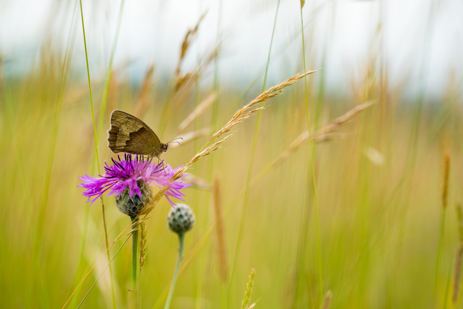 A meadow brown butterfly feeding on knapweed in long grass.