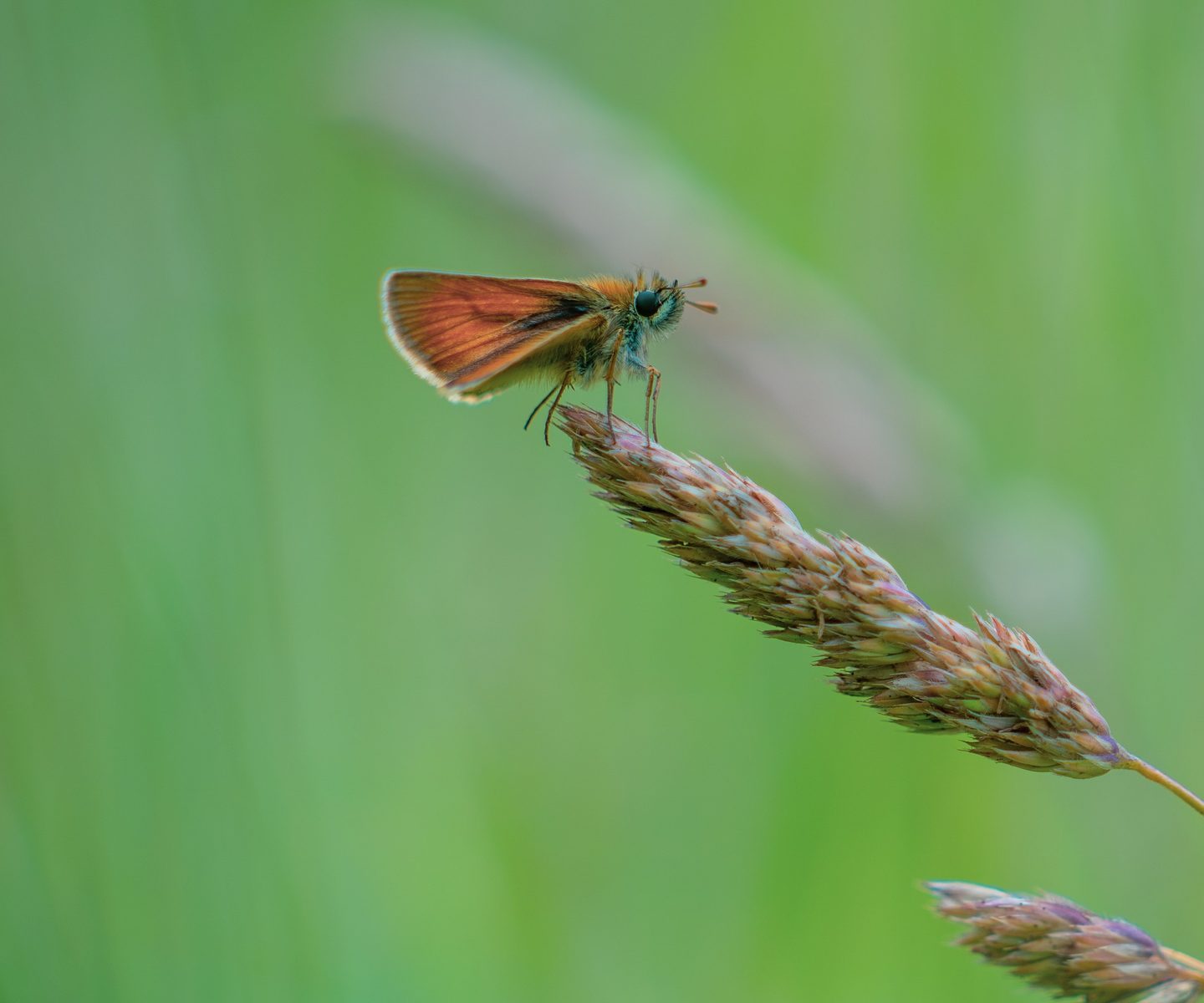 A small skipper butterfly resting on a grass seed head.
